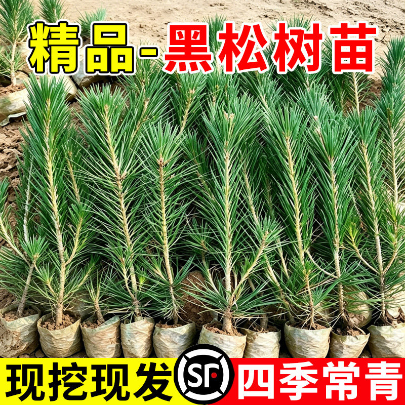 黑松树苗雪松树苗庭院道路园林盆栽白皮松苗耐寒绿化植物四季常青