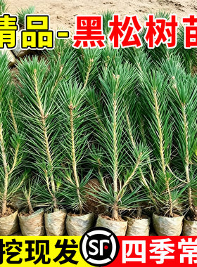 黑松树苗雪松树苗庭院道路园林盆栽白皮松苗耐寒绿化植物四季常青