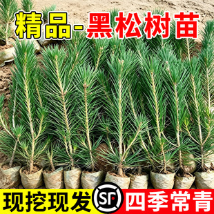 黑松树苗雪松树苗庭院道路园林盆栽白皮松苗耐寒绿化植物四季常青