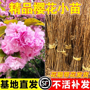 樱花树苗庭院大树日本晚樱南北方庭院种植花卉盆栽工程绿化风景树