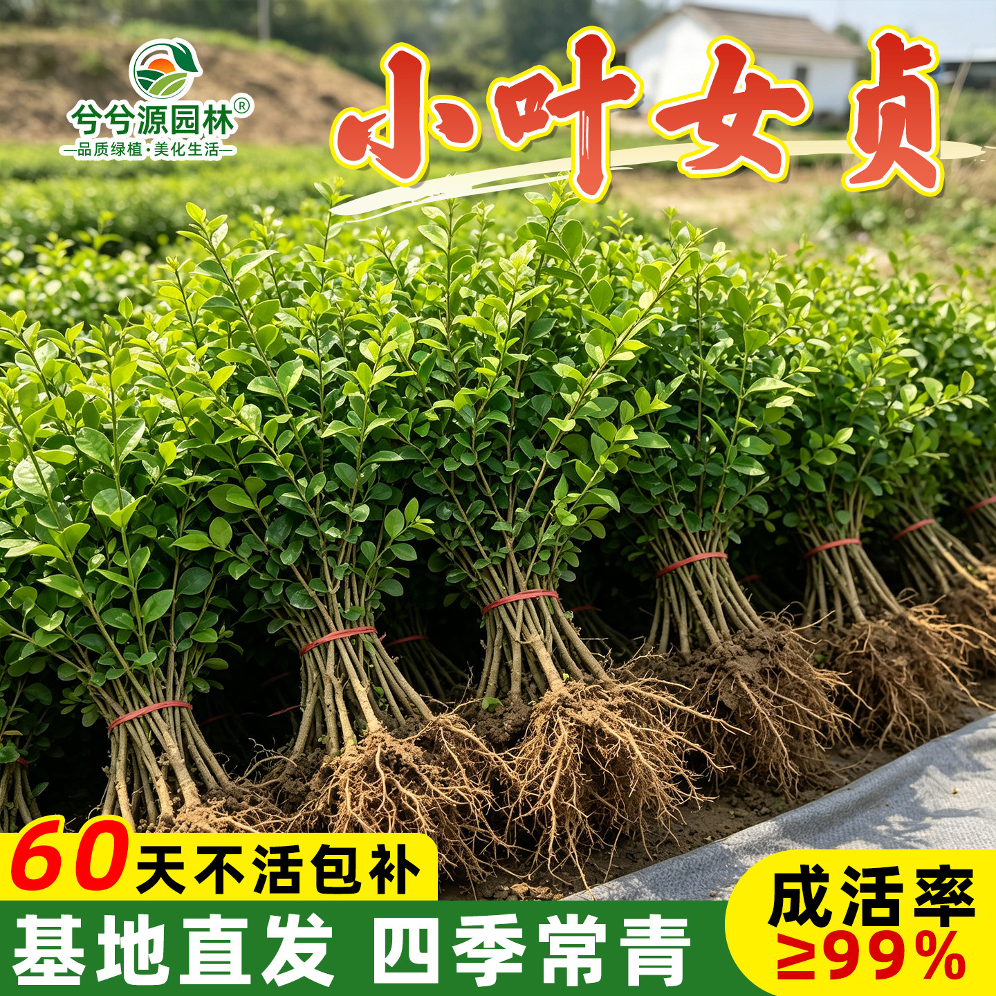 小叶女贞树苗四季常青道路厂区绿篱北方耐寒耐旱园林绿化工程苗木
