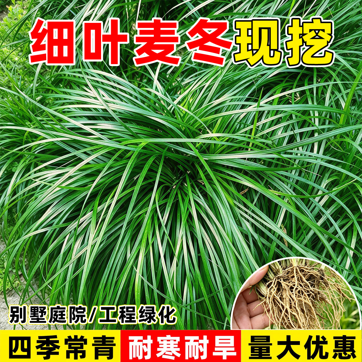 （小二推荐）麦冬草基地下单现挖