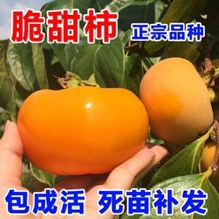 柿子树活苗脆甜柿子苗庭院果树南北方种植柿子树果苗当年结果柿树