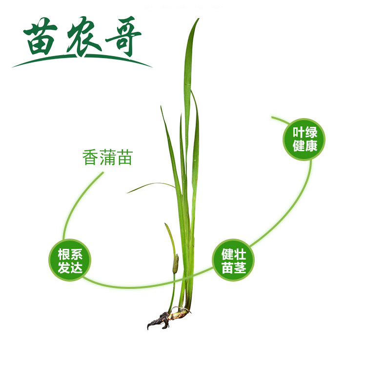 【一件/10棵·香蒲】庭院水生绿化植物香蒲 河道鱼池水生植物香蒲