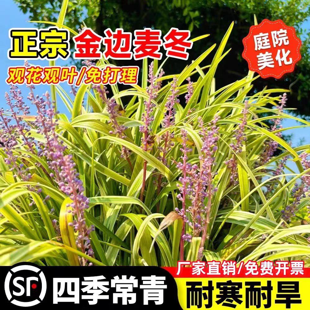 金边麦冬草苗细叶绿植日本矮麦冬玉龙草耐寒庭院绿化四季常青植物