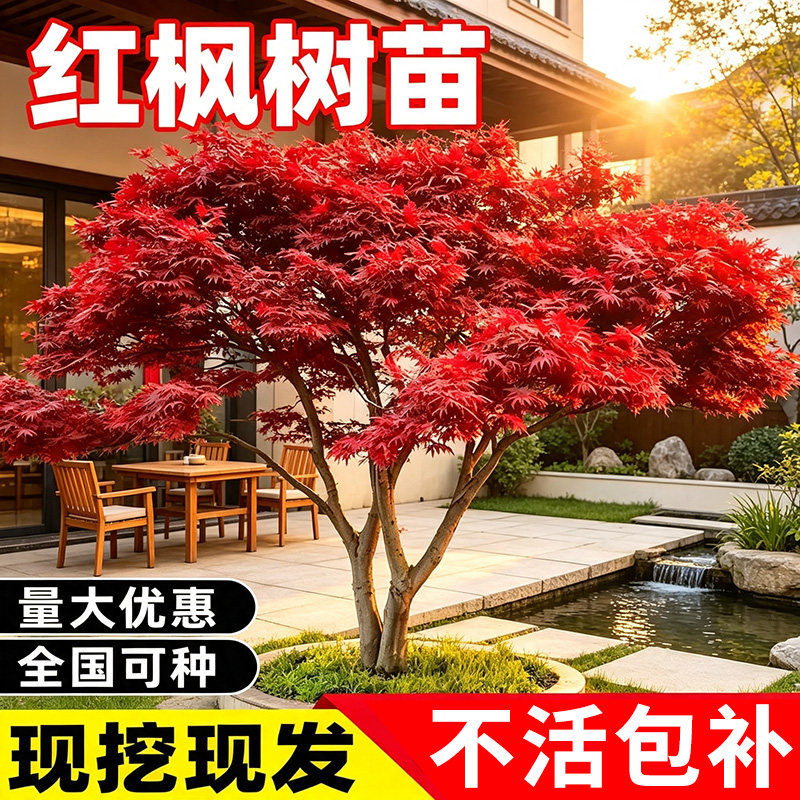 红枫树苗日本红枫三季红舞姬盆栽地栽庭院室外别墅工程道路绿化苗
