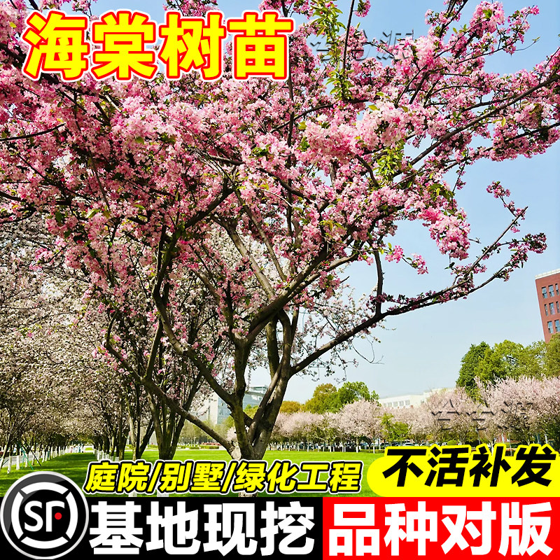 兮兮源推荐乔木开花海棠