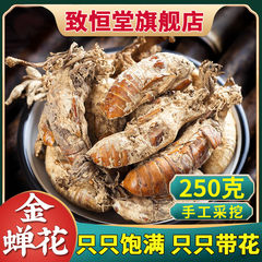 金蝉花新鲜中药材虫草金婵金蟾花孢子粉知了花金蚕花的功效与作用