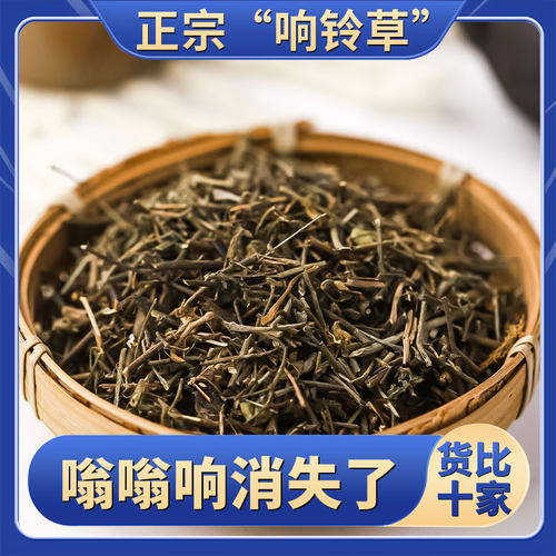 响铃草云南精挑细选响铃草