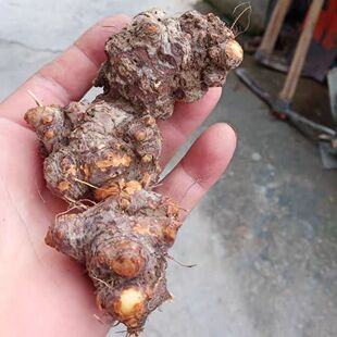 四川苦荞头新鲜野荞麦根晒干现挖野兰荞土三七金乔麦苦荞头苦荞麦