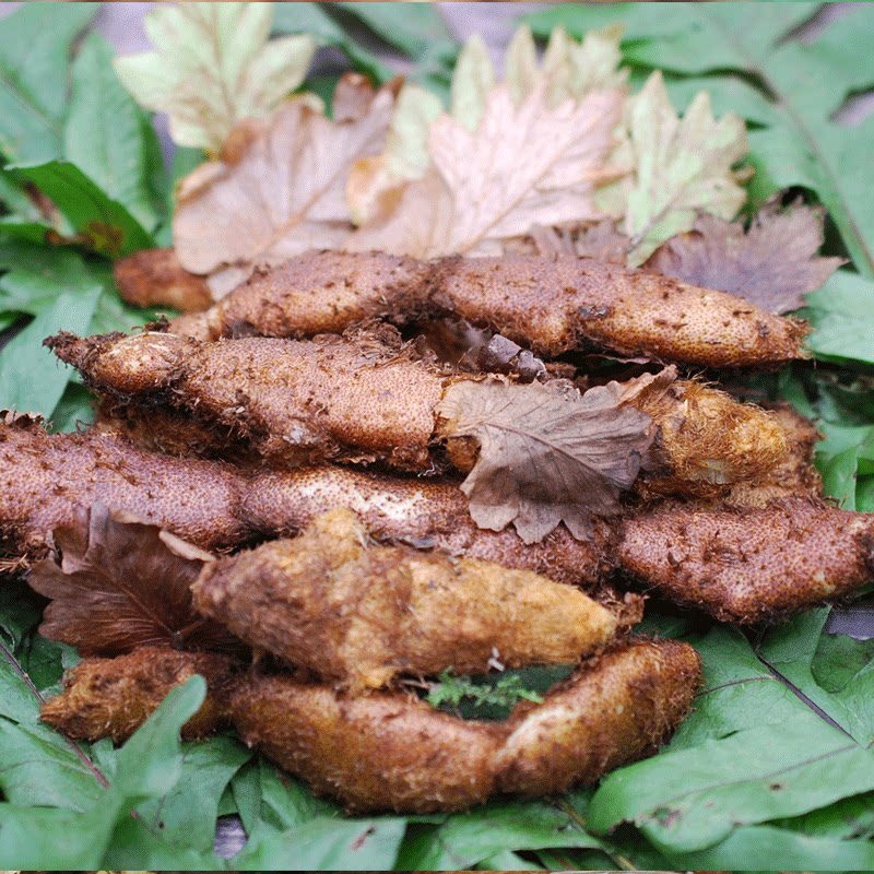 四川深山新鲜骨碎补野生毛姜爬岩姜石岩姜接骨姜中药材石碎补包邮