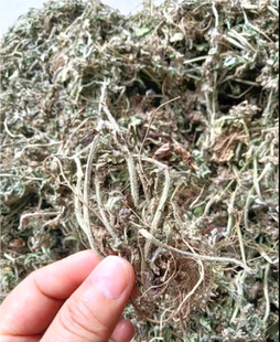 中药材新鲜毛缘筋骨草正品整株切断晒干金疮小草白毛夏枯草透筋草