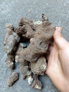 重楼七叶一枝花正宗中药材重楼正品独角野生蚤休重楼中药材天然