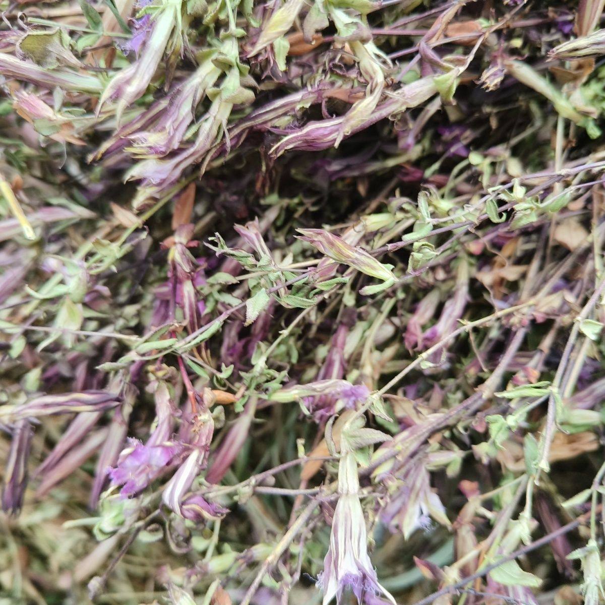 四川野生龙胆草新货中药材野生红花龙胆草晒干青鱼胆星秀花干货