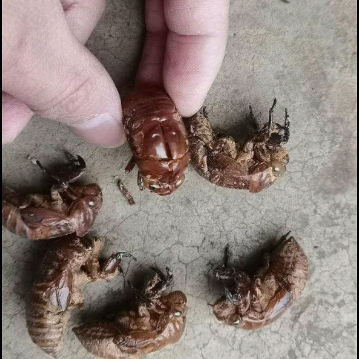 野生大蝉蜕金蝉衣金蝉壳蝉皮大巴山知了壳50克无增重包邮非500g