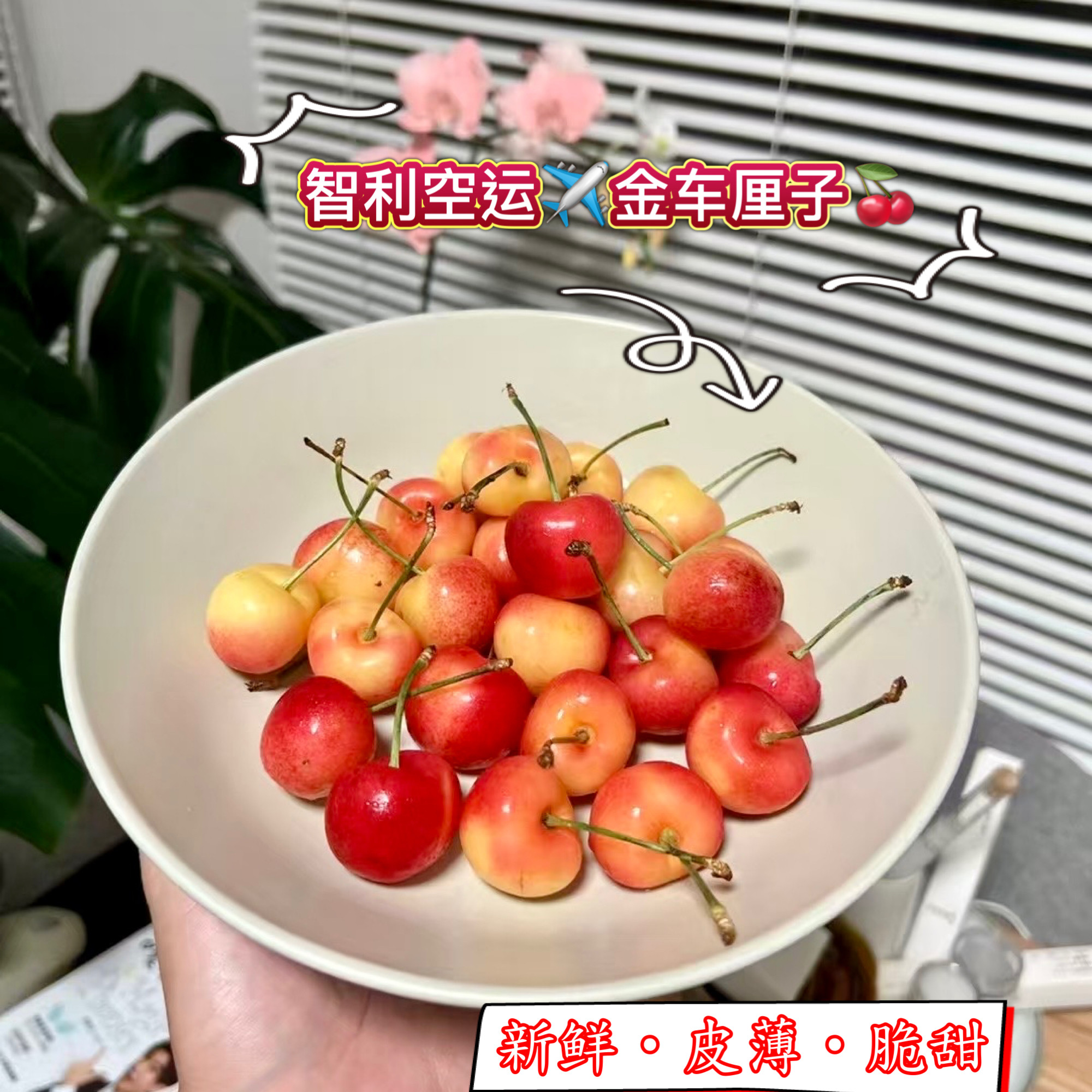 金车厘子樱桃车厘子天空之城