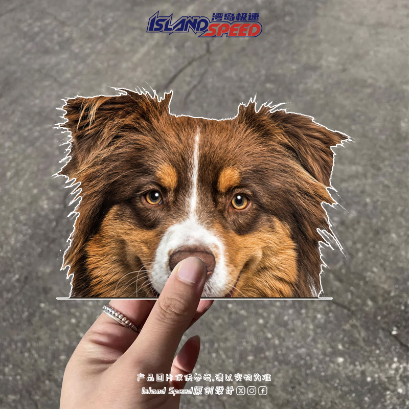 澳大利亚牧羊犬车贴三色毛发可爱小狗电车摩托车装饰贴画