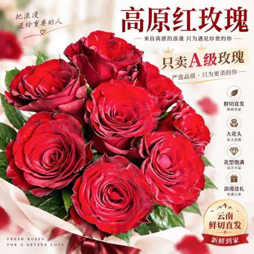 云南昆明直发红玫瑰鲜切花顺丰