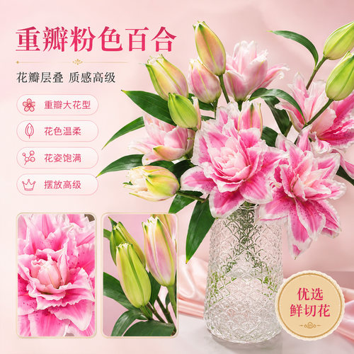 香水百合重瓣鲜切花顺丰次日达