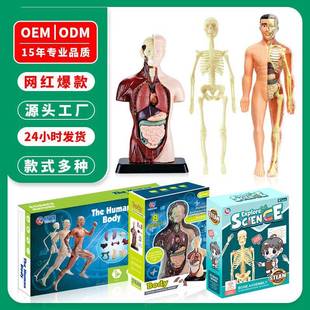 人体结构模型医学仿真内脏解剖器官模型可拆躯干构造儿童科教玩具