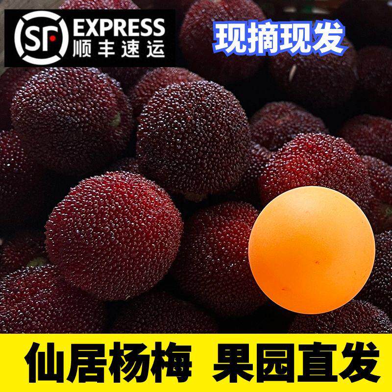 正宗浙江台州仙居杨梅新鲜水果当季现摘现发孕妇鲜果东魁杨梅顺丰