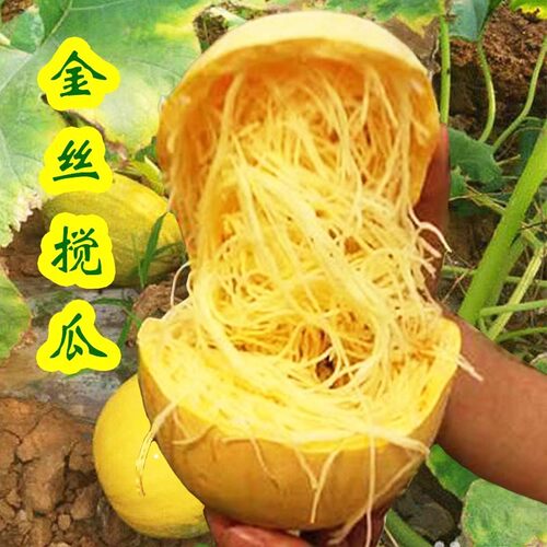 泗县特产金丝绞瓜宿州特产包邮