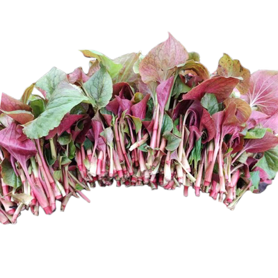 现挖鱼腥草羚森堂露天