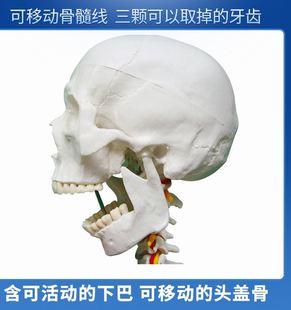 医学骨骼模型170CM人体骨骼模型教学模型 骨架解剖关节教学模型