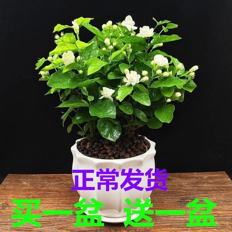 茉莉花苗盆栽双色茉莉花苗重瓣花卉阳台室内庭院绿植庭院