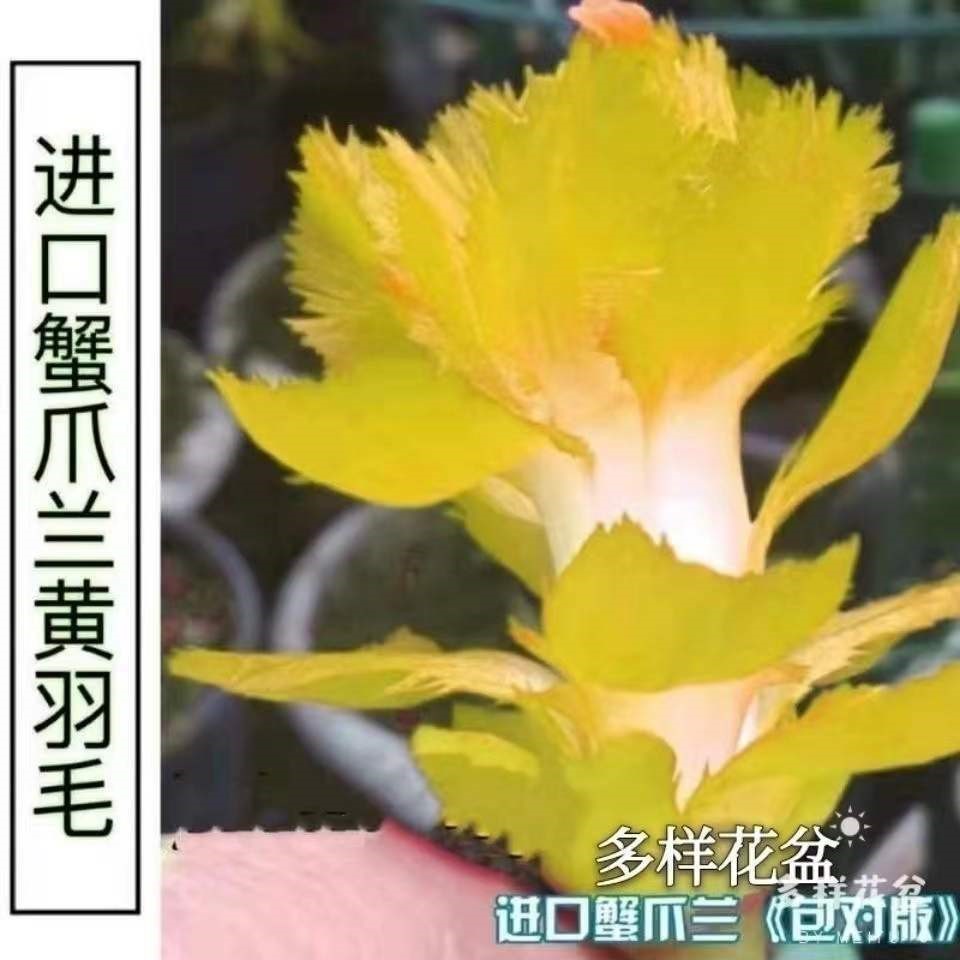 包邮新品蟹爪兰花苗植物盆栽室内阳台花卉四季开花多色可选好养