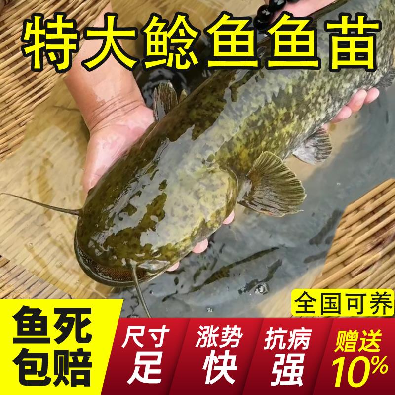 2025浙江大口鲶鱼苗淡水养殖食用二须鲶鱼苗凶猛鲢子鱼土鲶鱼河鲶