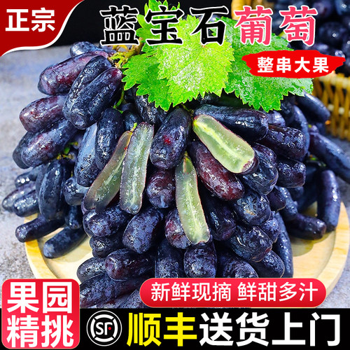 蓝宝石葡萄新鲜水果美人指