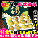 正宗山西玉露香梨5 整箱香酥梨雪梨 10斤梨子新鲜水果顺丰礼盒当季