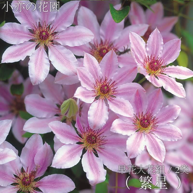 铁线莲早花组皇后落日蜜蜂之恋妙小美人鱼花边石竹晴山八桥hf杨