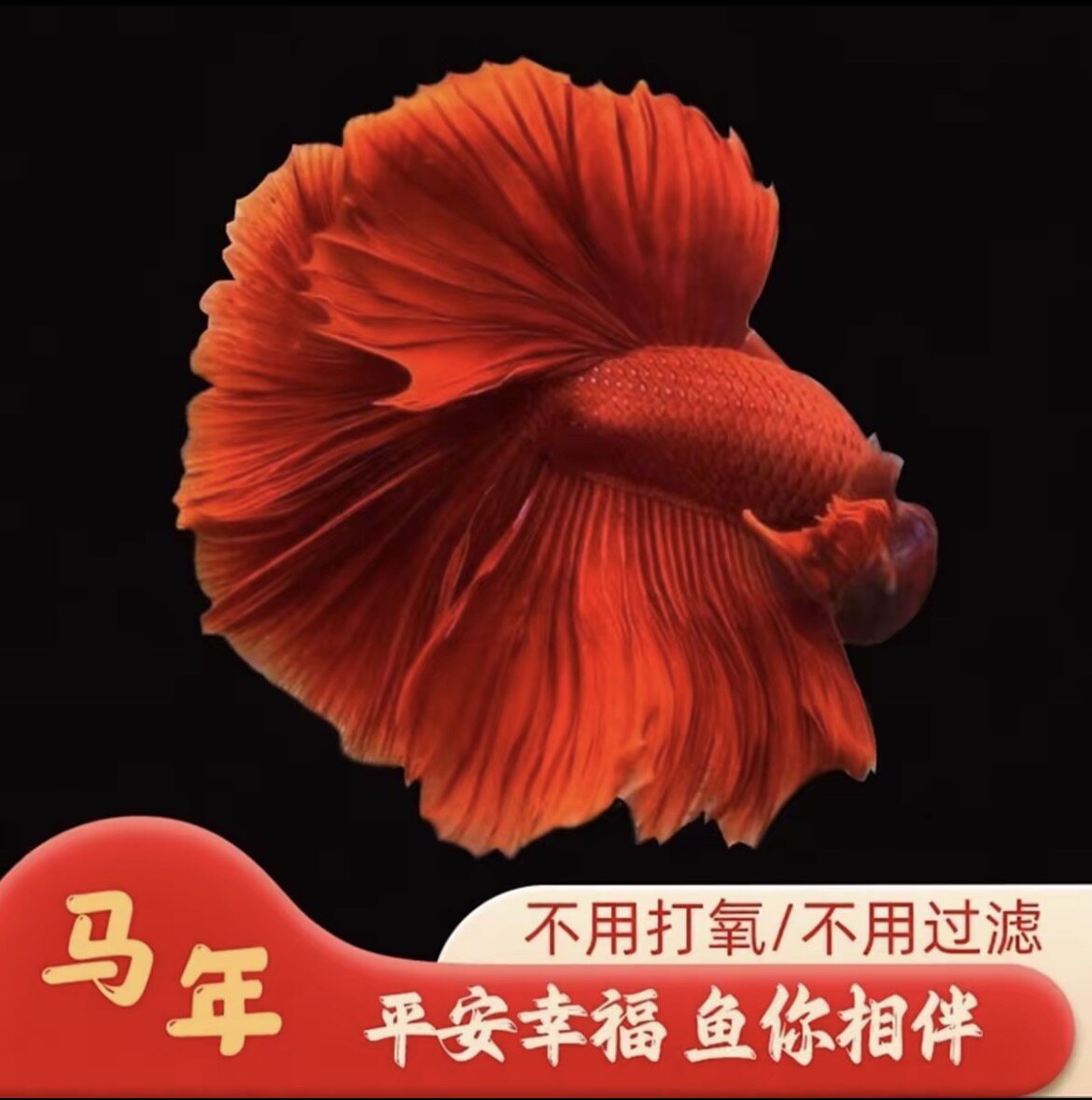 泰国斗鱼SSS级观赏鱼大红婚纱半月懒人好养耐活网红热带鱼宠物鱼