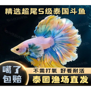 半月泰国斗鱼公鱼白婚纱红袍双色系高颜值大尾展活体懒人好养耐活