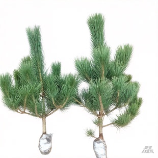 绿化苗木绿化工程景观植物庭院苗黑松小苗庭院黑松苗黑松树苗乔木