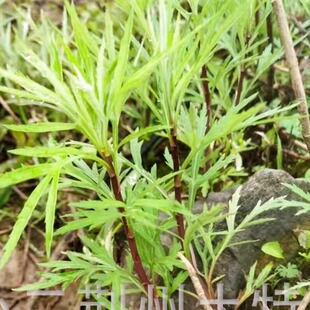 包邮三斤野生藜蒿芦蒿泥蒿洞庭湖特产新鲜野菜蔬菜当季现采摘红梗