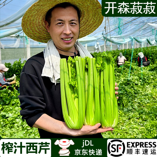 新鲜寿光西芹现割现发榨汁专用
