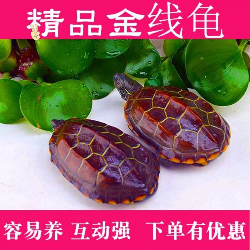 纯种金线龟风水龟招财金钱龟草龟乌龟小宠物活体观赏吃菜长寿墨龟在类目 宠物/宠物食品及用品, 水族世界, 龟/鳖中 - 来自Buy2taobao.com提供专业的淘宝代购服务