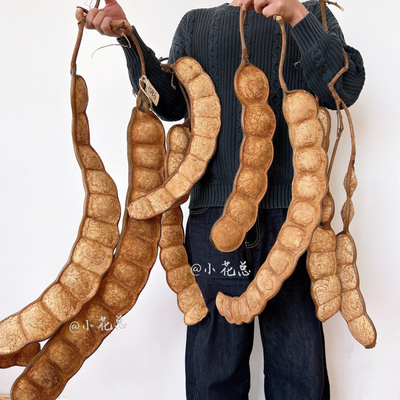 云南大豆荚过江龙榼藤子天然植物果实标本diy摆件收藏盘玩平安豆