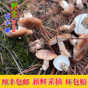 野生新鲜南风菇石子菌白棕口蘑松蘑现采现发冻菇路基菇现摘蘑菇