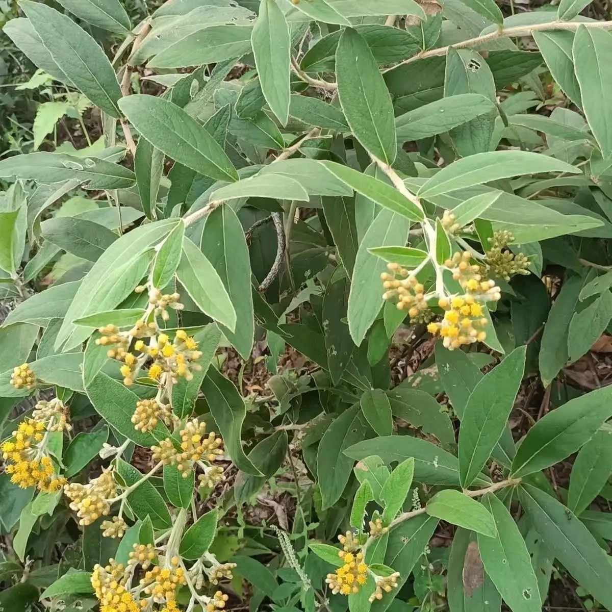 中草药材新鲜白面风根山白芷羊耳菊中药毛老虎山芷梅白牛胆