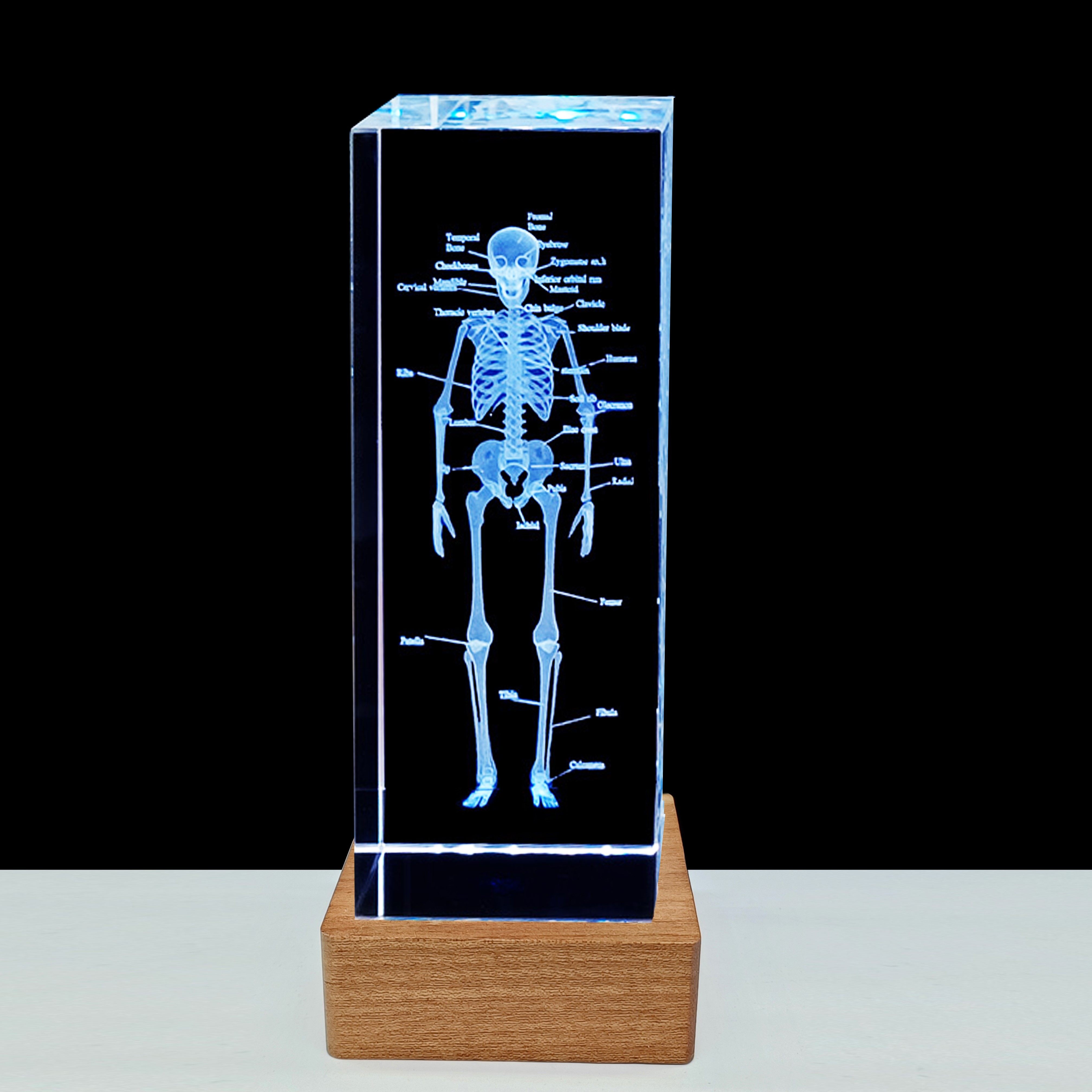适用水晶3d内雕英文标识人体骨骼摆件医学院抗疫送同学纪念毕业小