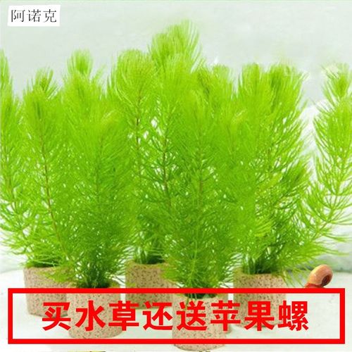 绿色金鱼销量排行榜 绿色金鱼品牌热度排名 小麦优选