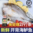 开背海鲈鱼新鲜冷冻特大去内脏清蒸纸包鱼烤鱼半成品食材商用批发