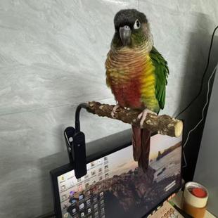 鹦鹉站架定点排便小太阳玄凤拉屎垃圾桶花椒木创意虎皮和尚日常用