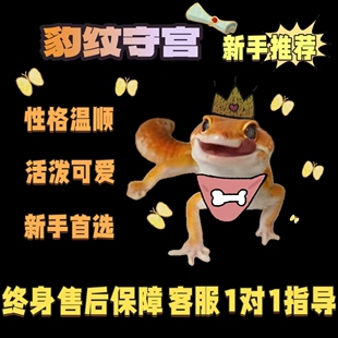豹纹守宫桌面宠物橘子蜜橘懒人新手爬宠可爱异宠温顺网红小型蜥蜴