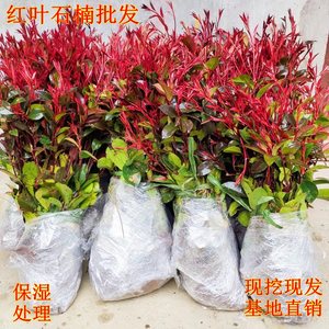 红叶女贞价格 红叶女贞图片 星期三 红叶女贞价格 红叶女贞图片 星期三