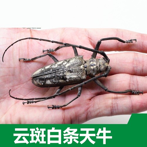 独角仙标本销量排行榜 独角仙标本品牌热度排名 小麦优选